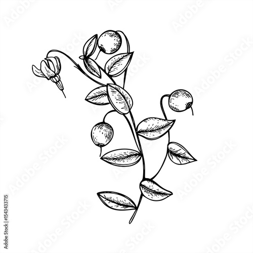 Cranberry branch with berries, flowers and leaves monochrome vector line ink illustration. Wild swamp berry for organic food packaging, holiday decoration, botanical design, rustic winter themes