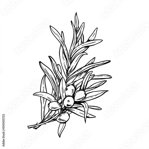 Black and white vector illustration of sea buckthorn branch with berries and leaves painted by inks. Baltic sallow thorn berry line art for organic cosmetics, healthy food labels, vitamin supplements