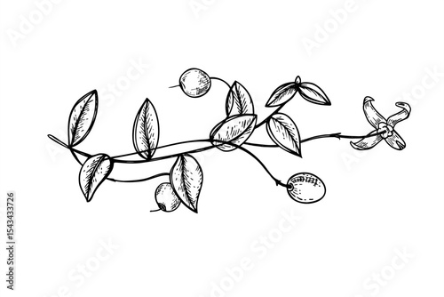 Creeping horizontal cranberry branch with berries and flowers monochrome vector illustration. Botanical element for organic cosmetics packaging, beauty product label, spa menus, healthy food.