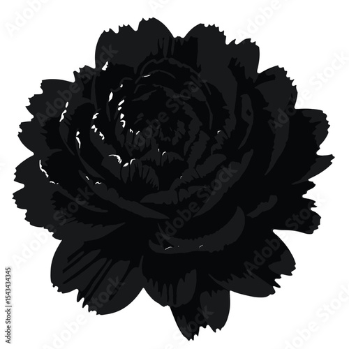 Black Silhouette Peony Flower Vector with Layered Ruffled Petals and Full Bloom in Elegant Floral Style on White Background Full HD