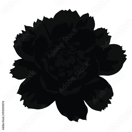 Black Silhouette Peony Flower Vector with Layered Ruffled Petals and Full Bloom in Elegant Floral Style on White Background Full HD