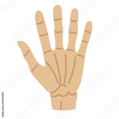 Cartoon skeleton hand with bones. Flat Halloween vector illustration on white background for spooky theme.