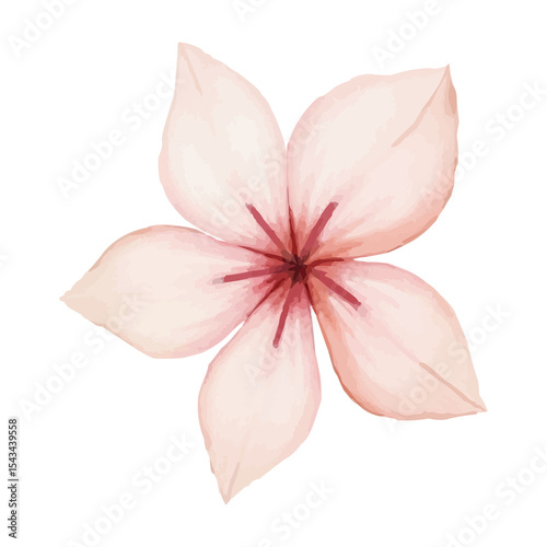 Fototapeta Naklejka Na Ścianę i Meble -  watercolor pink flower isolated on white