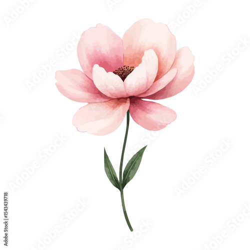 Fototapeta Naklejka Na Ścianę i Meble -  watercolor pink flower isolated on white