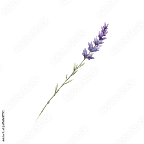 Fototapeta Naklejka Na Ścianę i Meble -  watercolor lavender flowers