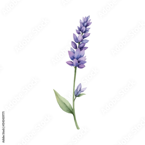 Fototapeta Naklejka Na Ścianę i Meble -  watercolor lavender flowers