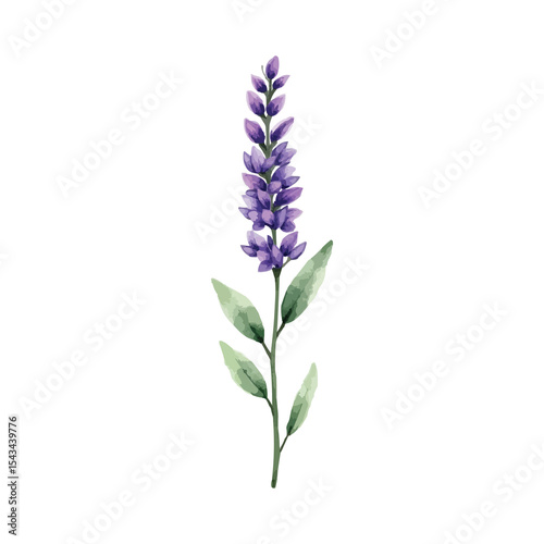 Fototapeta Naklejka Na Ścianę i Meble -  watercolor lavender flowers