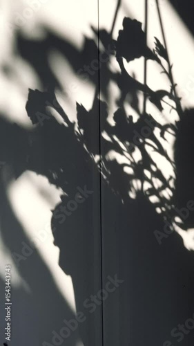 shadow of flowers on the wall. shadow on the wall of an unusual shape. shadow on a white wall.