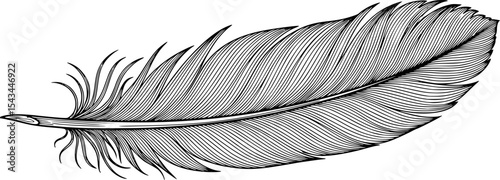 Monochrome illustration of feather with detailed lines, artistic concept. Vector illustration
