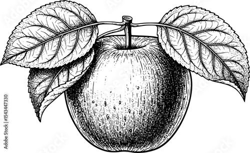 Red apple with green leaves in a vintage style illustration. Vector illustration
