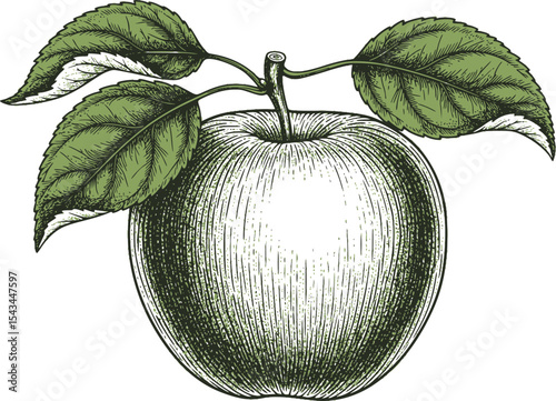 Red apple with green leaves in a vintage style illustration. Vector illustration
