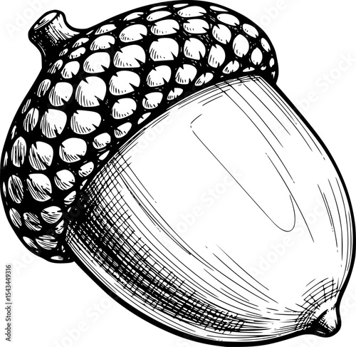 Detailed ink sketch of an acorn with textured cap and shading. Vector illustration
