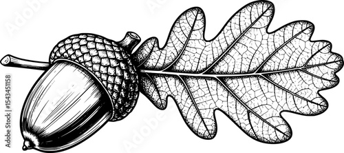 Detailed black and white acorn with oak leaf illustration. Vector illustration
