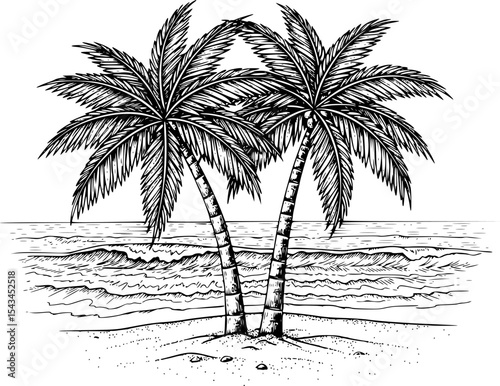 Illustration of two palm trees on beach with detailed leaves, black and white sketch. Vector illustration
