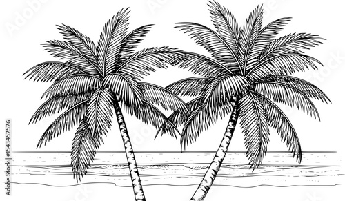Illustration of two palm trees on beach with detailed leaves, black and white sketch. Vector illustration
