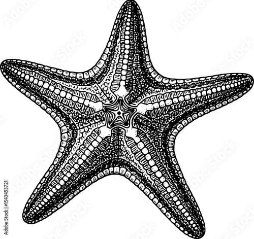 Intricate black and white starfish illustration with textured details. Vector illustration
