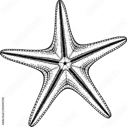 Intricate black and white starfish illustration with textured details. Vector illustration
