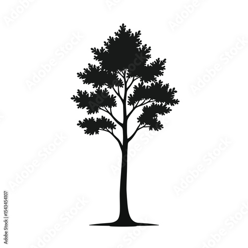 Black Silhouette Poplar Tree Vector with Slender Trunk and Rounded Leaves in Flat Forest Minimal Style on White Background Full HD