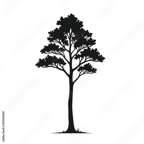 Black Silhouette Poplar Tree Vector with Slender Trunk and Rounded Leaves in Flat Forest Minimal Style on White Background Full HD