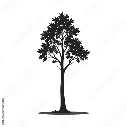 Black Silhouette Poplar Tree Vector with Slender Trunk and Rounded Leaves in Flat Forest Minimal Style on White Background Full HD