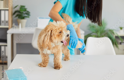 Photography Cropped shot female veterinary nurse carefully examining maltipoo dog standing on table