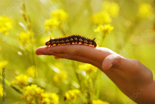 Large brown furry caterpillar crawls on my hand.