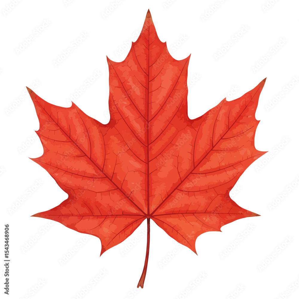 Naklejka premium Vibrant Red Maple Leaf with Intricate Veins on a Clean White Backdrop