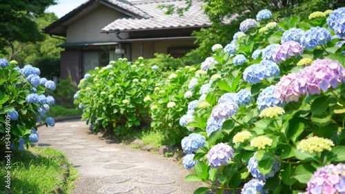 Serene Hydrangea Garden Path Leading to House