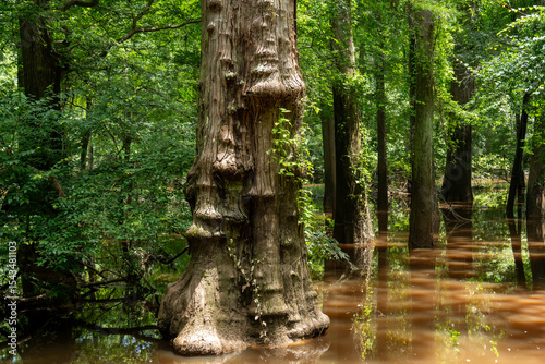 cypress tree in wet land in Big Thicket National Preserve, Texas