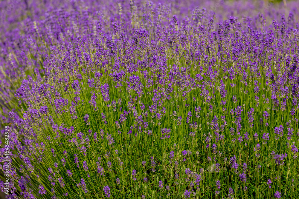 Fototapeta premium Selective focus a bush of purple blue flowers in the garden with soft sunlight in the afternoon, Lavender is flowering plants in the mint family of Lamiaceae, Natural floral pattern background.