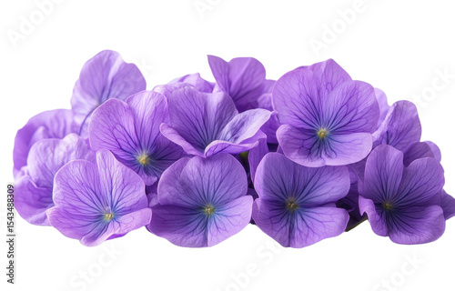 Purple flowers isolated on transparent background. PNG. photo