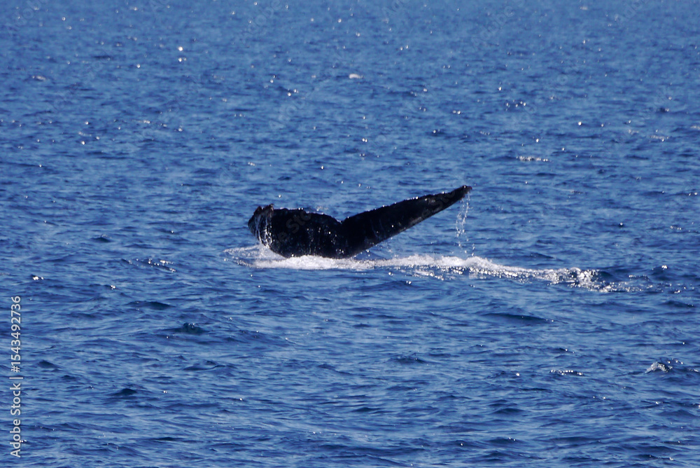 Fototapeta premium Whale Tail, Channel Islands California, 2014