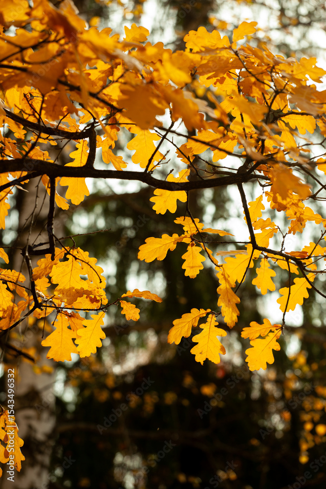 Fototapeta premium Vibrant yellow autumn leaves on trees, showcasing nature's seasonal beauty. Bright foliage creates a striking backdrop for fall themes, travel, and seasonal design concepts