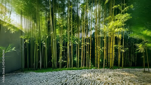 Lush bamboo garden enclosed by a modern concrete wall