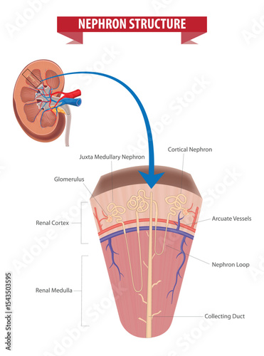 Detailed Medical Diagram of Nephron Structure in Human Kidney with Labelled Parts and Anatomical Sections, Diagram of Nephron Structure in Kidney.