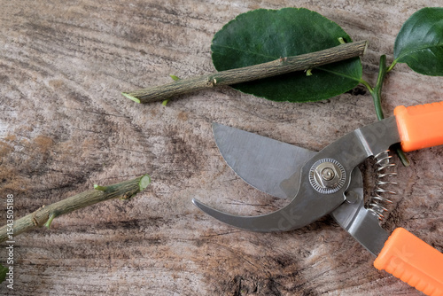 Garden secateurs plants with chopped cuttings with leaves on wood table.