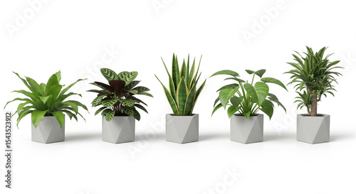 Indoor Plants in Square White Pots on White Background