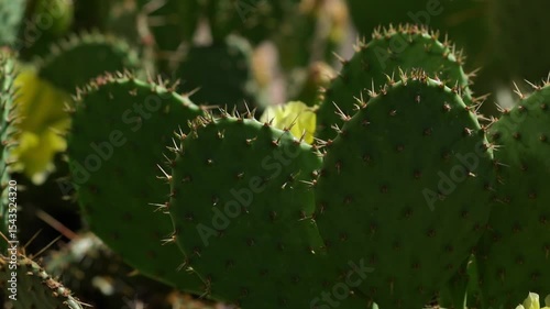 Flowerbed with blooming prickly pear cactus