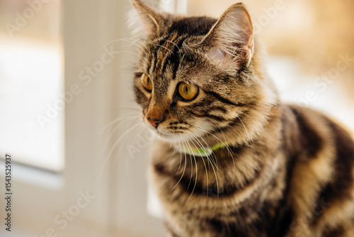 A striped cat in a collar sits by the window and looks out with a curious and attentive expression on its face.