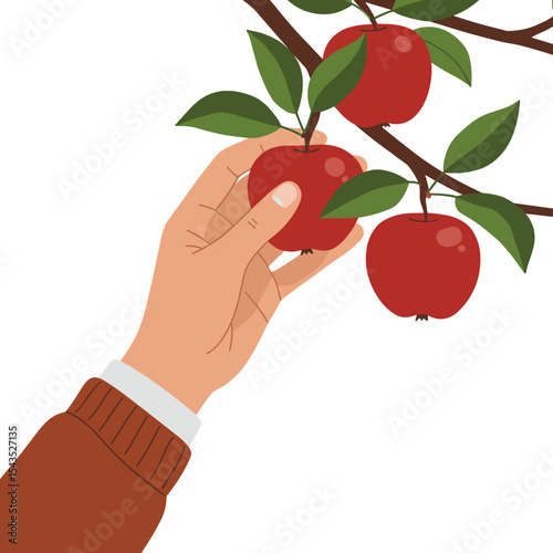 Hand picking ripe red apple from tree branch on transparent background, copy space