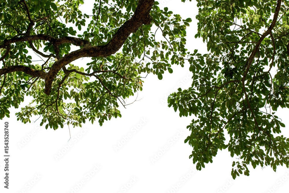Fototapeta premium tropical leaves on white background