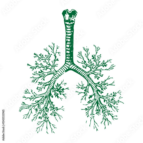 bronchial tree icon