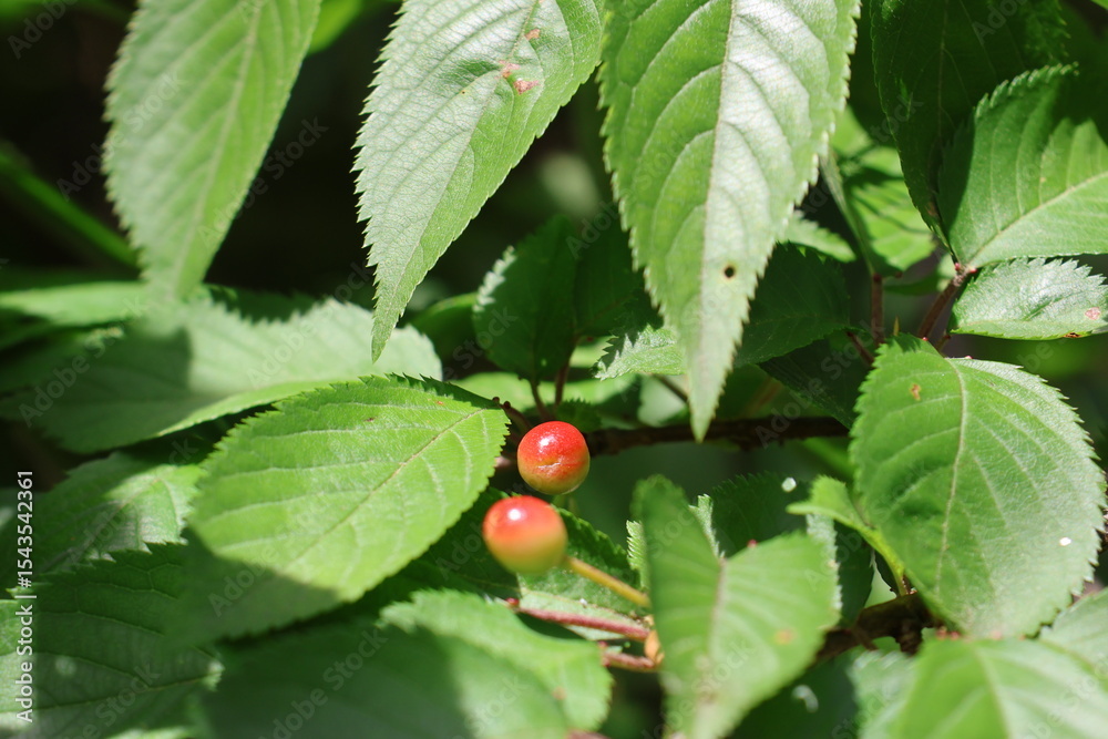 Cherry blossom fruit Cherry blossom fruit