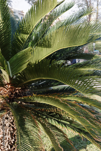 A close-up view of lush cycad palm leaves basking in sunlight in urban environment, vertical. Concept of tropical plants, outdoor greenery and urban nature integration.