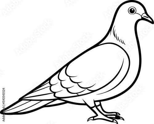 vector illustration of a pigeon
