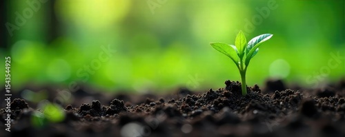 Gentle spring rain nourishes vibrant green shoots emerging from the earth, symbolizing renewal and growth A scene of tranquil nurturing , pure, flora