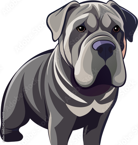 Neapolitan Mastiff dog 