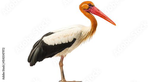 Rare painted stork standing Transparent background, PNG file