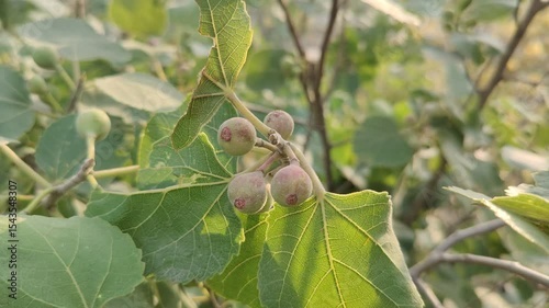 Ficus Carica or the Fresh green fig, summer foods on branches