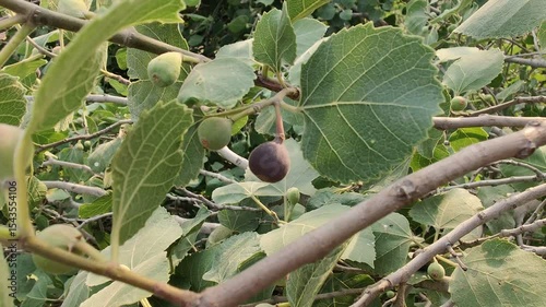 Ficus Carica or the Fresh green fig, summer foods on branches